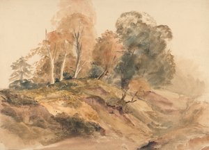Arbres sur une berge